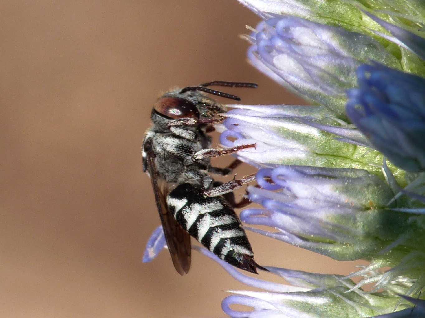 Coelioxys sp. femmina e maschio e accoppiamento